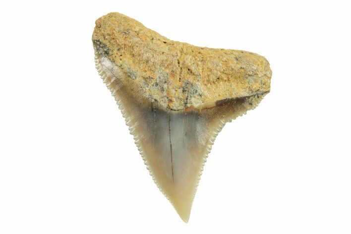 Fossil Bull Shark Tooth (Carcharhinus) - Unusual Location #259487